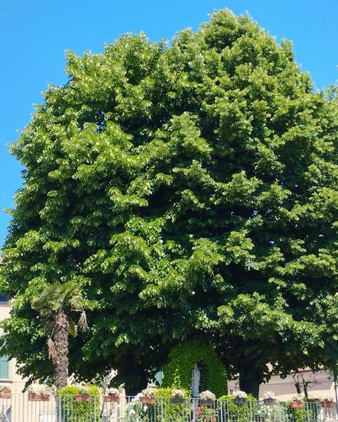 Tigli di Palosco
