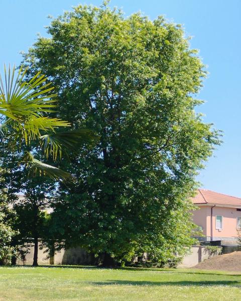 Liquidambar di Palazzo Tintori