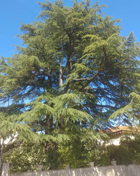 Cedro di Godiasco