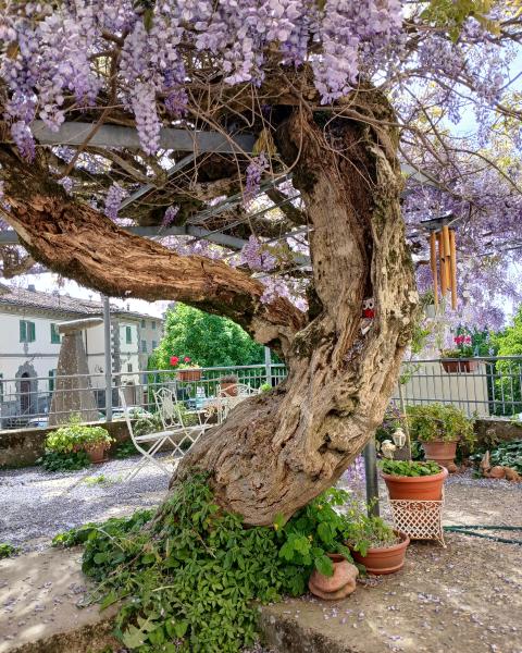 Il glicine  di Serra pistoiese
