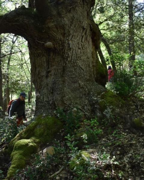 Quercia 82 delle Madonie