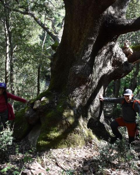 Quercia 83 delle Madonie