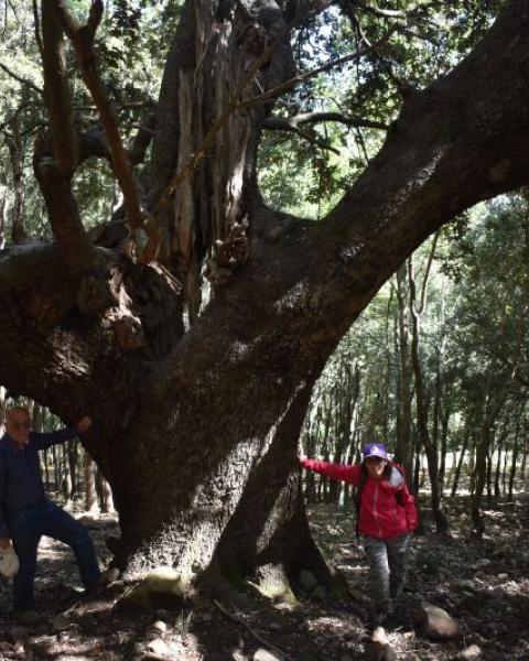 Leccio (Quercia 84 delle Madonie)