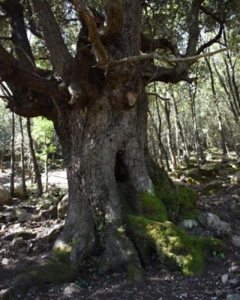 Leccio (Quercia 85 delle Madonie)