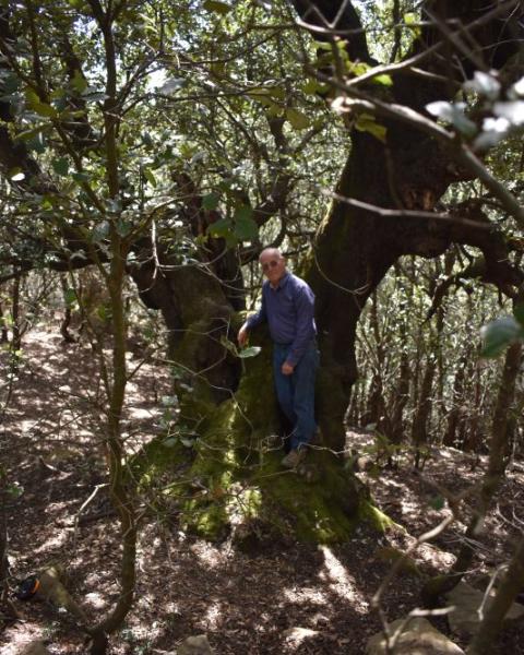 Leccio (Quercia 86 delle Madonie)