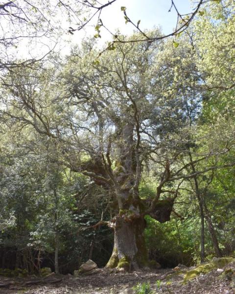 Quercia 87 delle Madonie