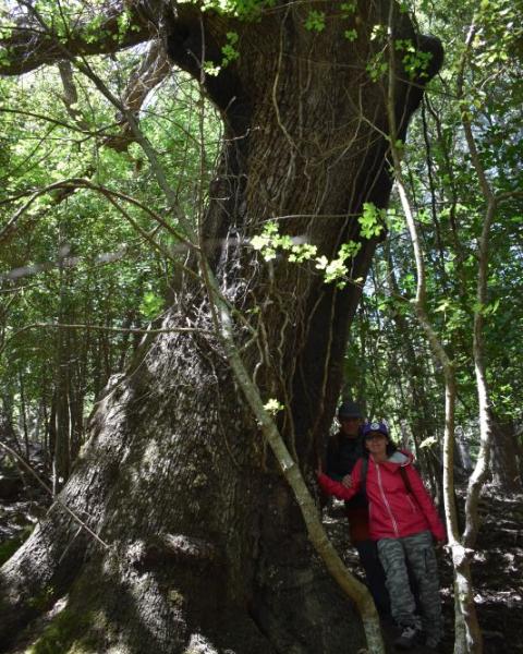 Quercia 88 delle Madonie