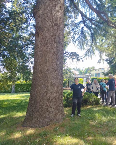 Il Cedro di Via Cavour