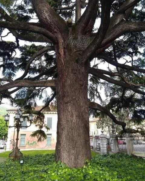 Cedro di Piazzale Arnaldo