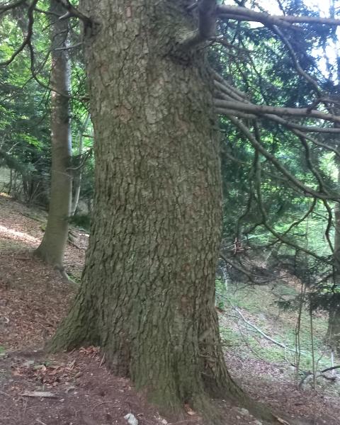 Abete bianco