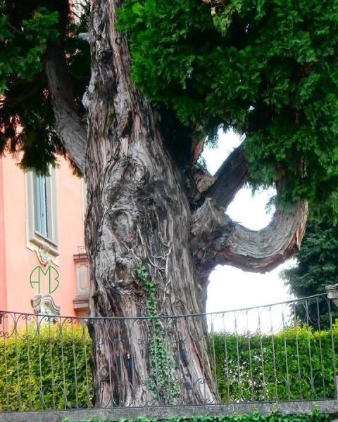 Calocedro di Villa Vallardi