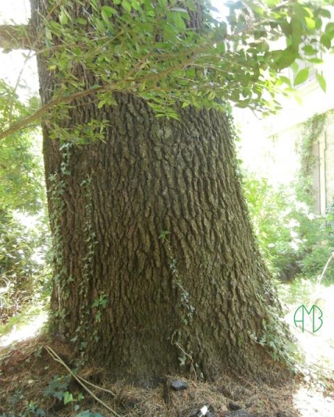 Cedro dell'Himalaya