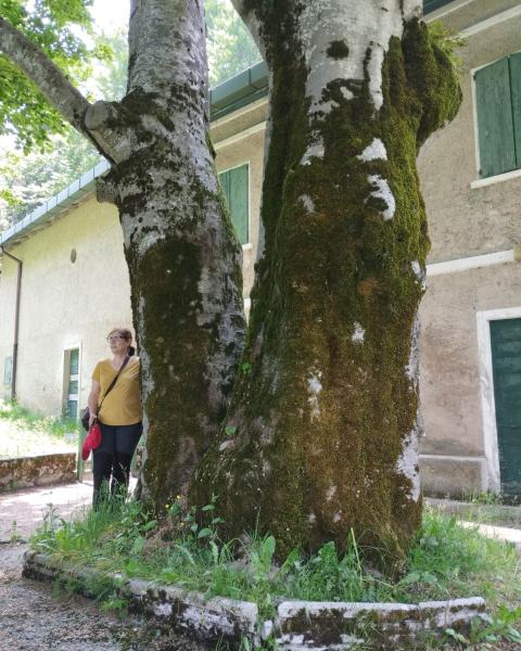 Doppio Faggio di Prà Cassina