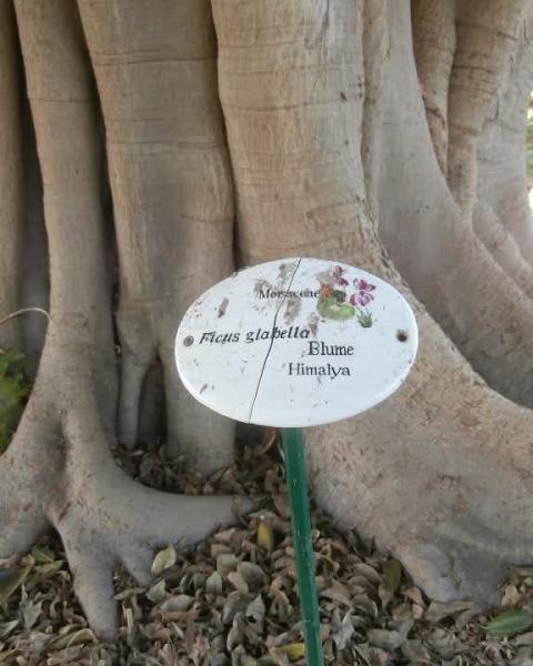 Ficus bianco
