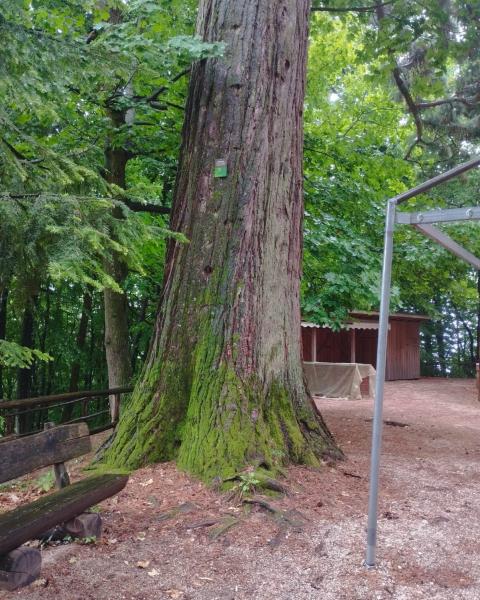 Sequoia #2 (lato sx castello)