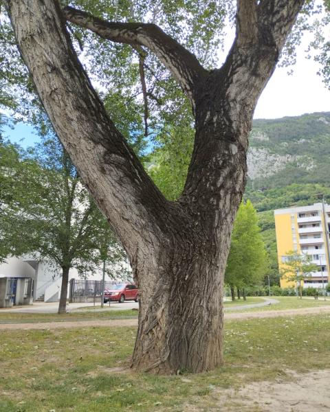 Pioppo del Giardino  Alpi e Hrovatin