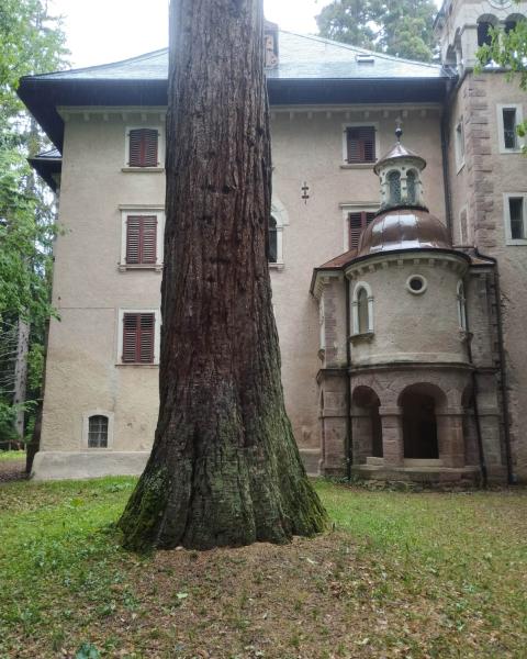 Sequoia del Castello (#3)