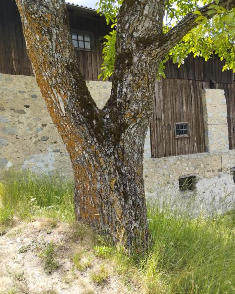 Noce di Lusenegg