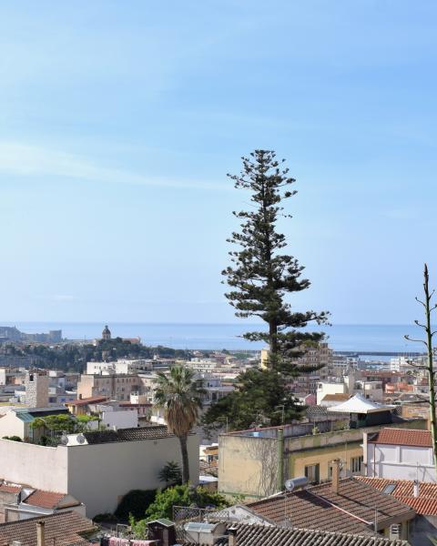 L'albero fa ormai parte del panorama di Cagliari.