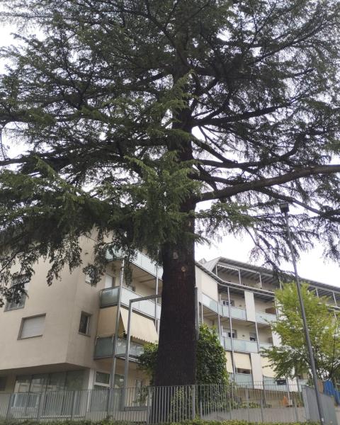 Cedro di Via Roma