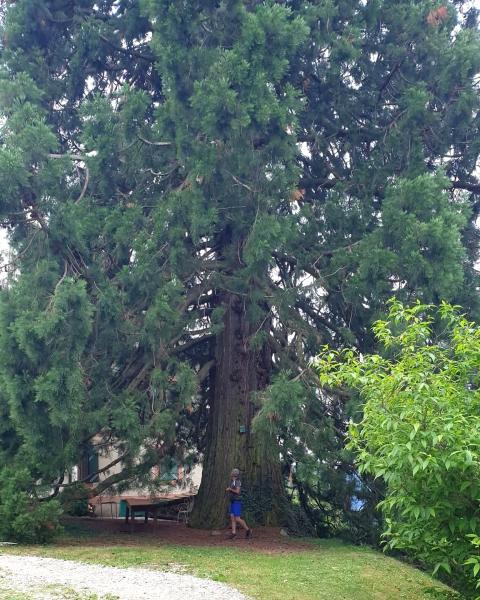 Sequoia di Maso Laitach