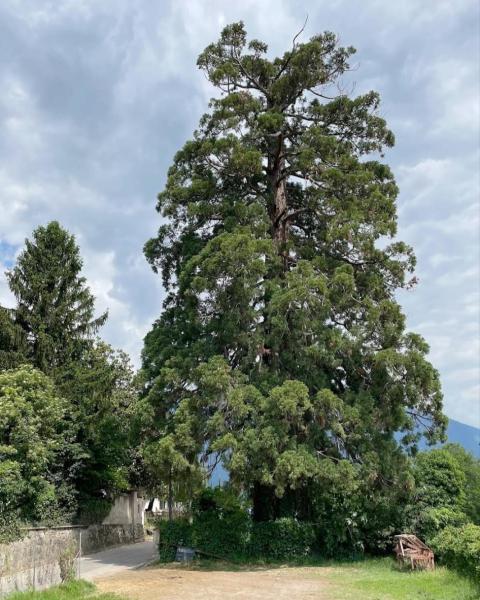 Sequoia di Baslan