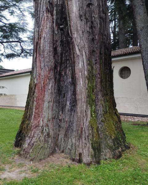 Sequoia cimitero #1