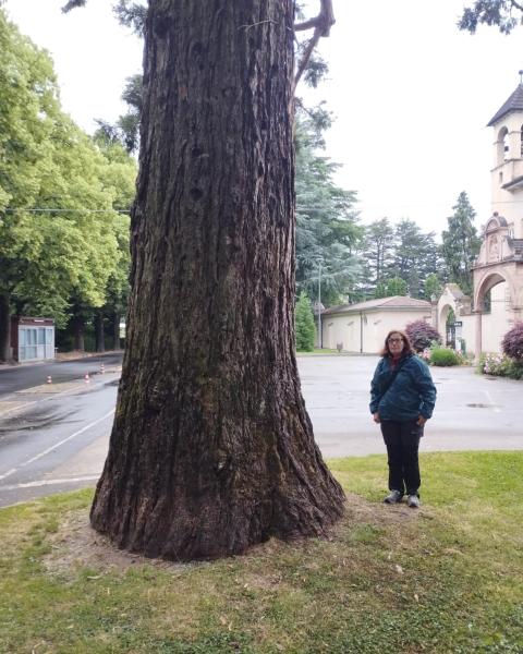 Sequoia del cimitero #4