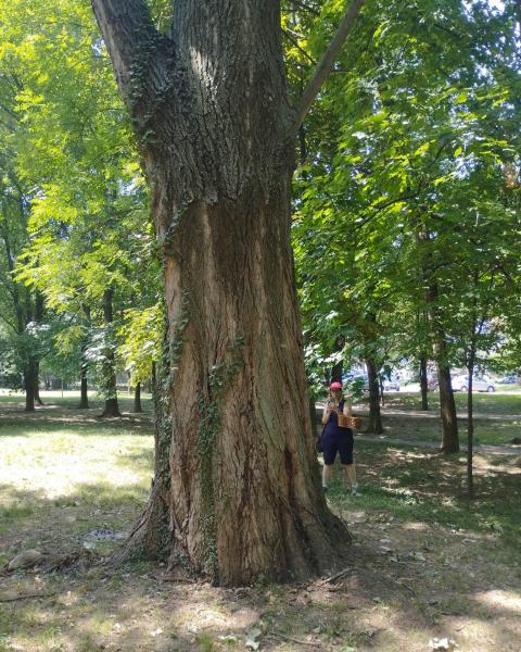 Pioppo del Parco di Via Pescatori