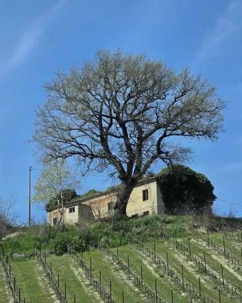 La Quercia del Sindaco