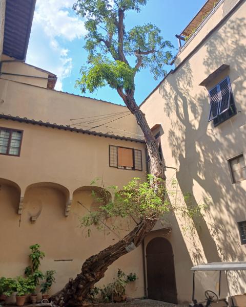 Robinia di Via dei Pepi