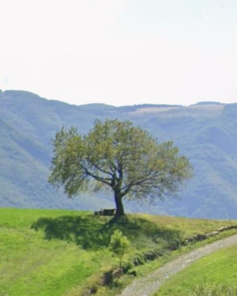 Ciliegio di Ca' Frati