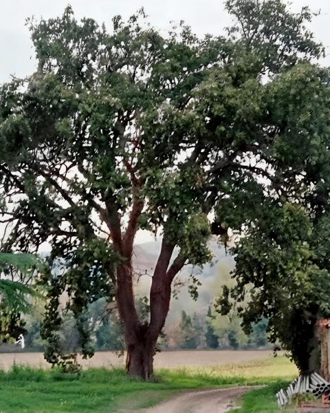 Quercia di Madonna Lago