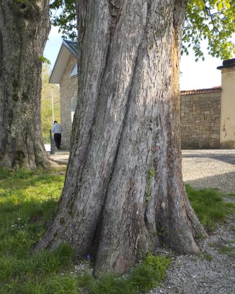 Ippocastano