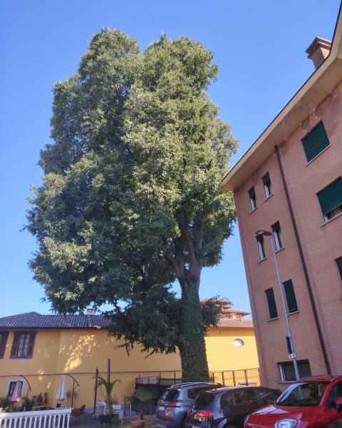 Bagolaro