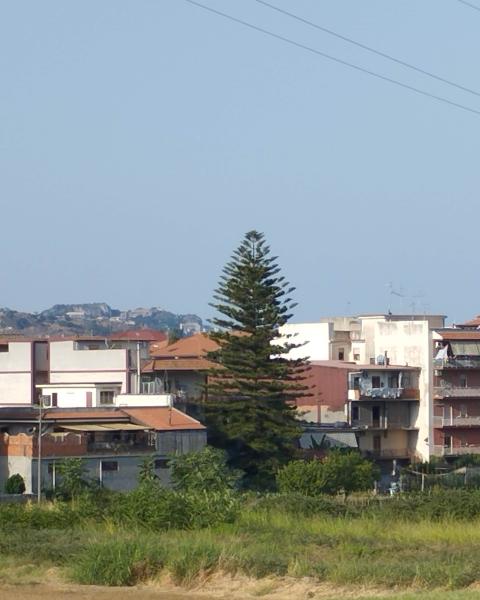 Araucaria sulla piana del Torrente Zambataro