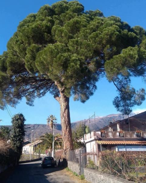 Pignu di Fermata Spuligni