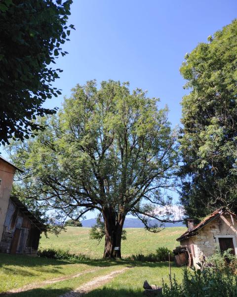 Frassino maggiore