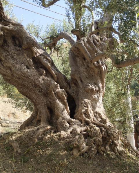 Olivo di San Filippo siriaco