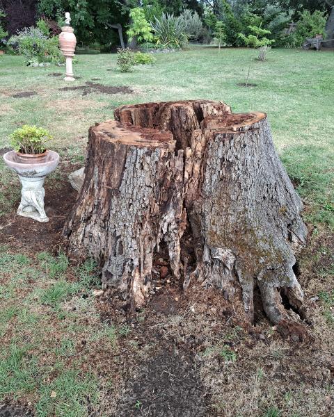 Quel che resta oggi della gloriosa Quercia di Montemisio