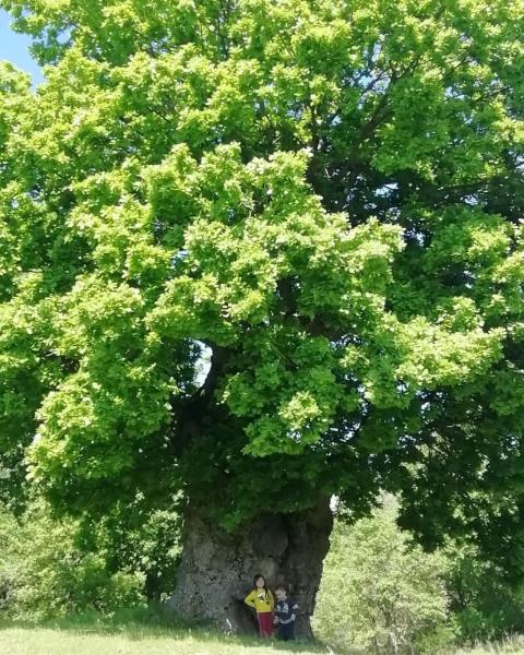 Quercia