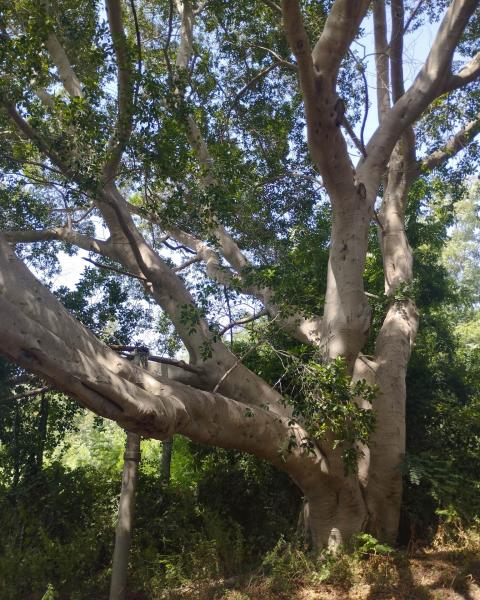 Il Ficus retusa del Quarto Paradiso