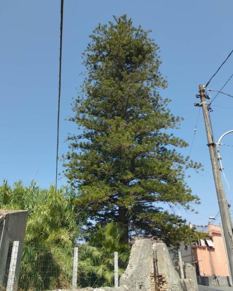 Araucaria Palazzo Gatto
