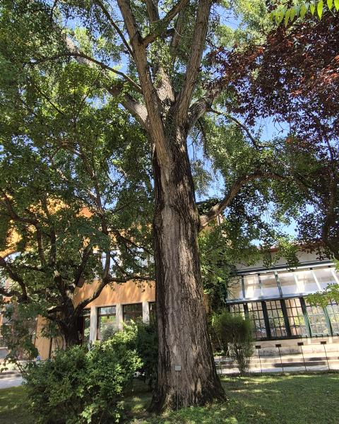 Ginko dell'Orto Botanico n. 2