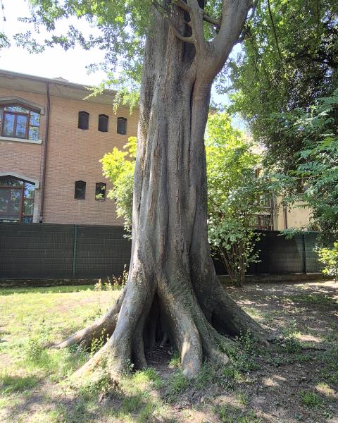 Olmo del Caucaso dell'Orto Botanico