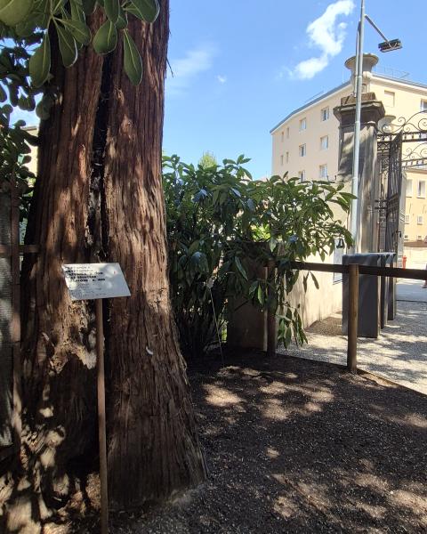 Criptomeria dell'Orto Botanico