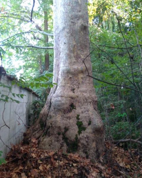 Platano al muro del Giardino Sottocasa