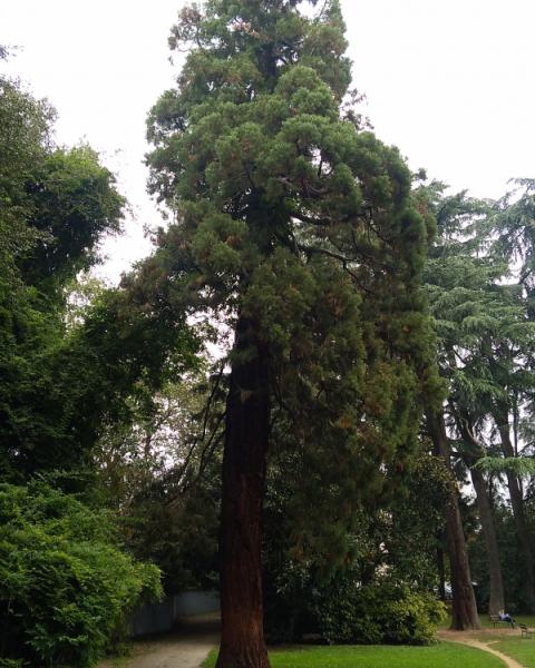 Sequoia del Parco Sottocasa
