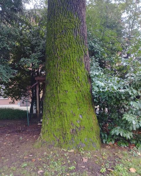 Deodara maggiore del Parco Gussi