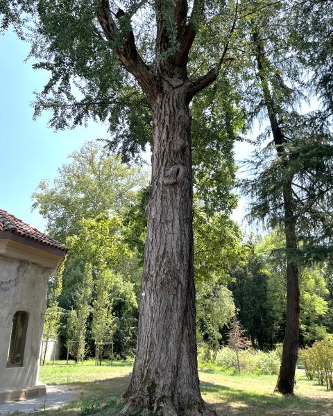 Il Ginkgo della Coffee House del Giardino Sottocasa